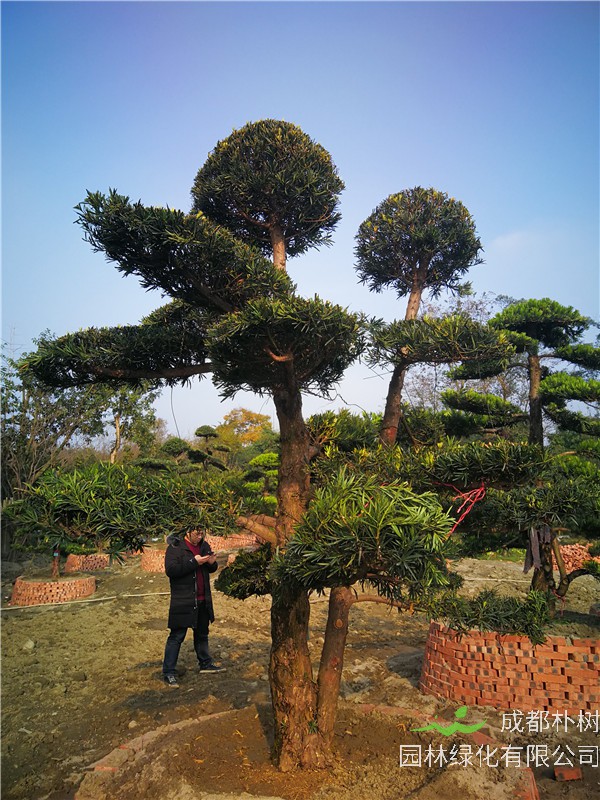 温江苗木基地罗汉松【苗圃种植基地直销】24公分价格32000-36000元